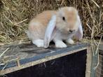 Lieve Franse hangoor konijnen, Meerdere dieren, Groot, Hangoor, 0 tot 2 jaar
