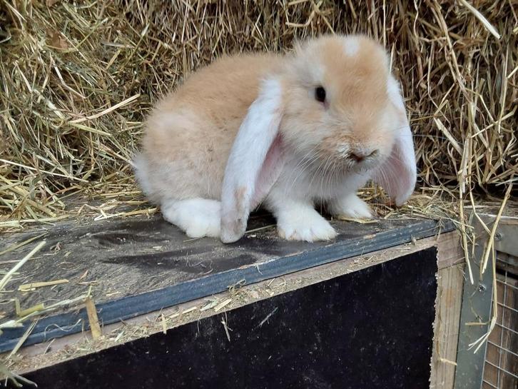 Lieve Franse hangoor konijnen, Dieren en Toebehoren, Konijnen, Groot, Meerdere dieren, 0 tot 2 jaar, Hangoor