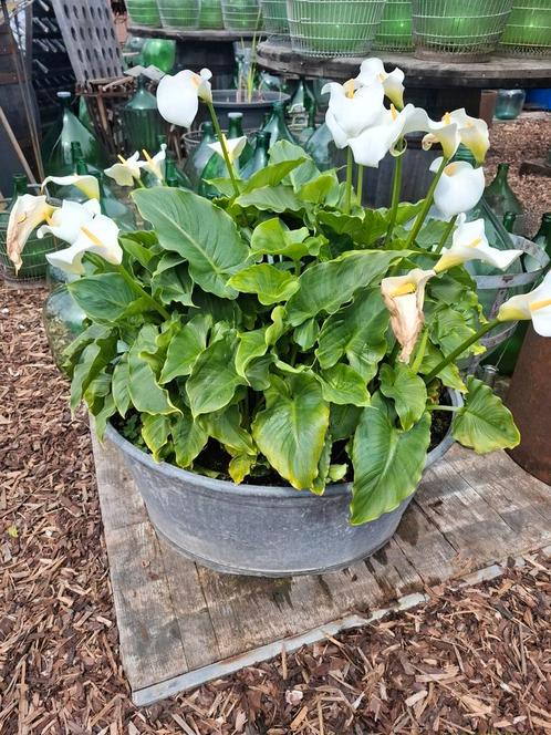 Grote zinken kuipen gevuld met arendskelk planten in bloei!, Tuin en Terras, Planten | Tuinplanten, Ophalen