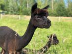 Alpaca merrie zwart met stamboek, Juli, Vrouwelijk
