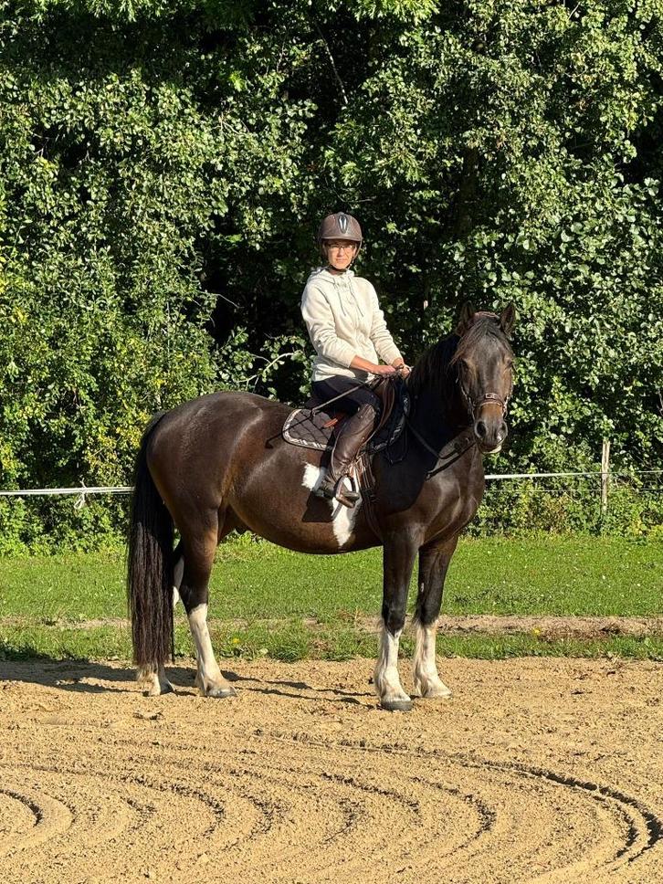 Verzorgster/hulp gezocht regio Tessenderlo/Schaffen, Dieren en Toebehoren, Paarden