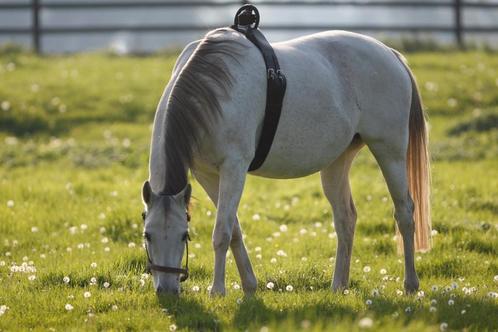 Birth alarm /geboorte alarm paard te huur, Dieren en Toebehoren, Paarden