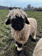 Walliser schwarznase ramlam Odiel, Schaap, Mannelijk, 0 tot 2 jaar