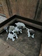 jack russel pups, Dieren en Toebehoren, België, Particulier, Jack Russell Terriër, CDV (hondenziekte)