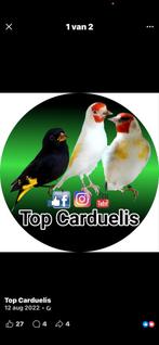 Kleine putters gezocht, Dieren en Toebehoren