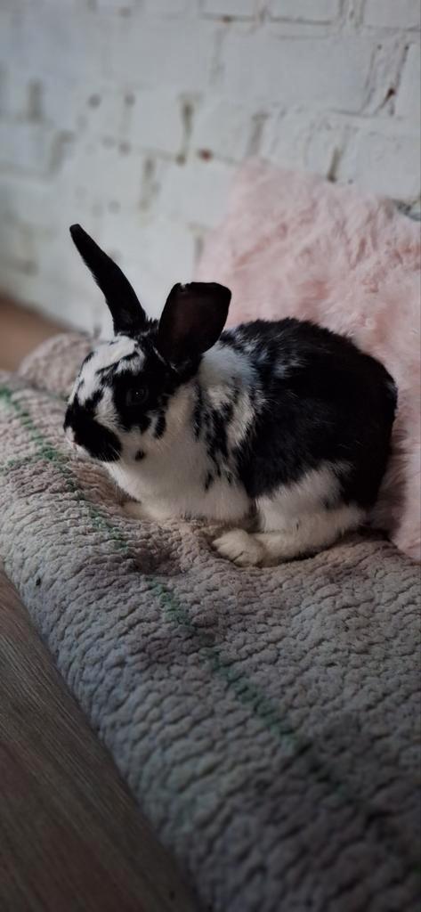 konijn te koop, Dieren en Toebehoren, Konijnen, Groot, Hangoor