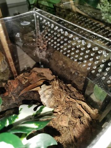  Grammastola Pulchripes  beschikbaar voor biedingen