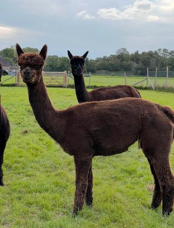 Bruine alpaca merrie uit uitstekende bloedlijnen beschikbaar voor biedingen