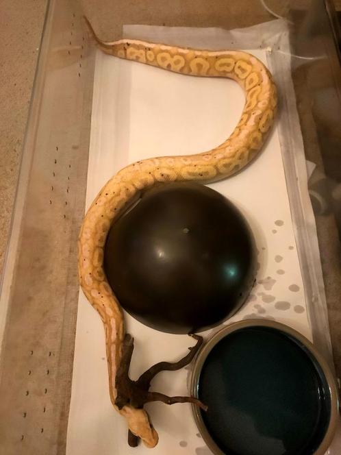 Python royal phase Banana Pewter, Dieren en Toebehoren, Reptielen en Amfibieën, Slang, 7 tot 10 jaar