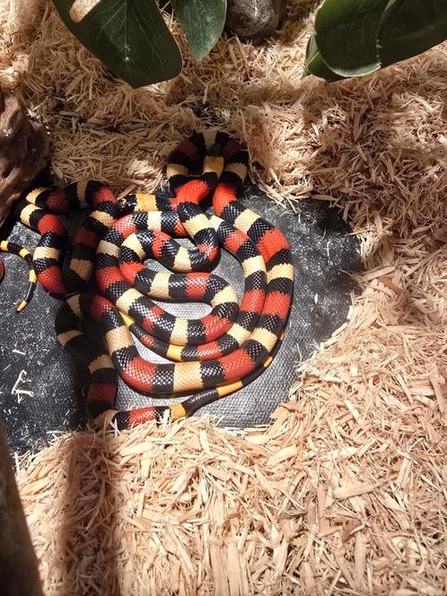 1.2 Lampropeltis triangulum campbelli, Dieren en Toebehoren, Reptielen en Amfibieën