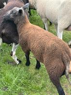 3 ramlammeren, Dieren en Toebehoren, Schapen, Geiten en Varkens, Mannelijk, Schaap, 0 tot 2 jaar