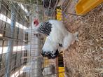 Brahma wit zwart columbia, Dieren en Toebehoren, Pluimvee