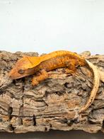 Wimpergekko orange extreme harlequin. 0.1, Dieren en Toebehoren