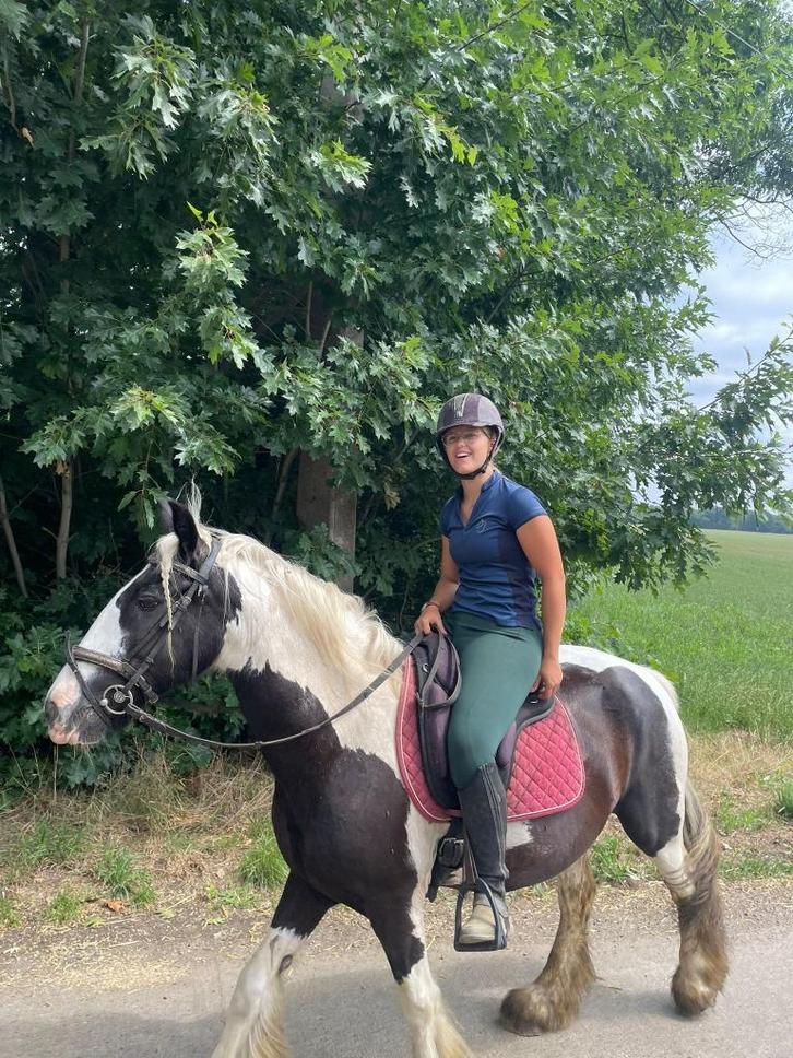 Lieve grote tinker merrie, Dieren en Toebehoren, Paarden, Merrie, B, Minder dan 160 cm, 11 jaar of ouder, Recreatiepaard, Met stamboom