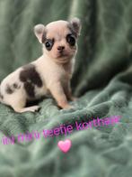 Prachtige lang en kortharige choco pups, België, Fokker | Hobbymatig, CDV (hondenziekte), 8 tot 15 weken