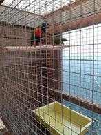 Koppel lori van de blauwe bergen, Dieren en Toebehoren