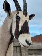 Taxidermie prachtig oryx, Enlèvement