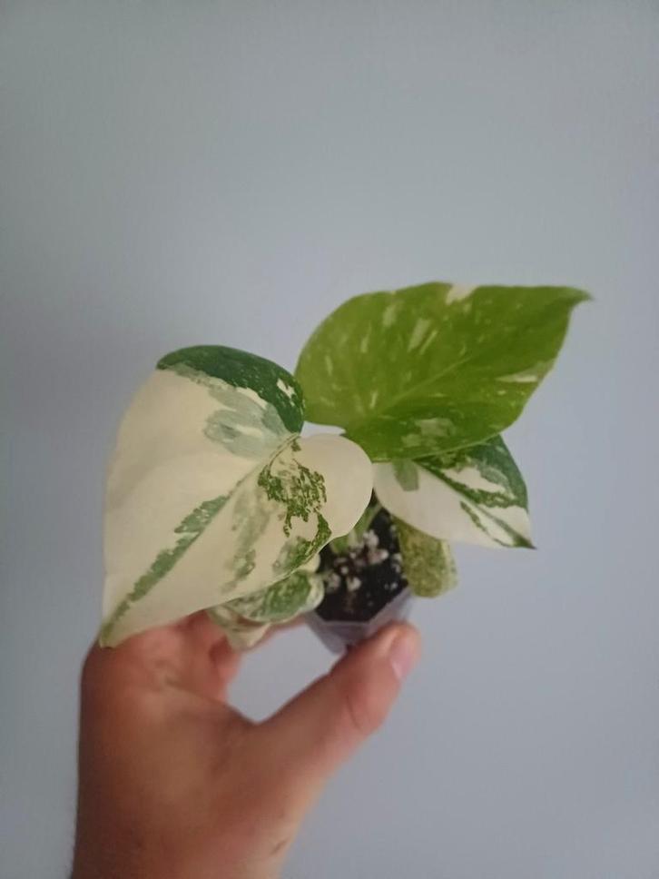 Monstera Cream Cheese, Maison & Meubles, Plantes d'intérieur, Autres espèces, Moins de 100 cm, Plante verte, Ombre partielle, En pot