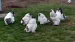 Broedeieren Brahma, Dieren en Toebehoren, Pluimvee, Meerdere dieren, Kip