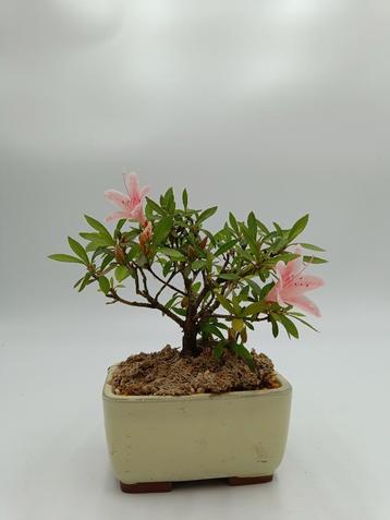 Azalea roze bloemen 
