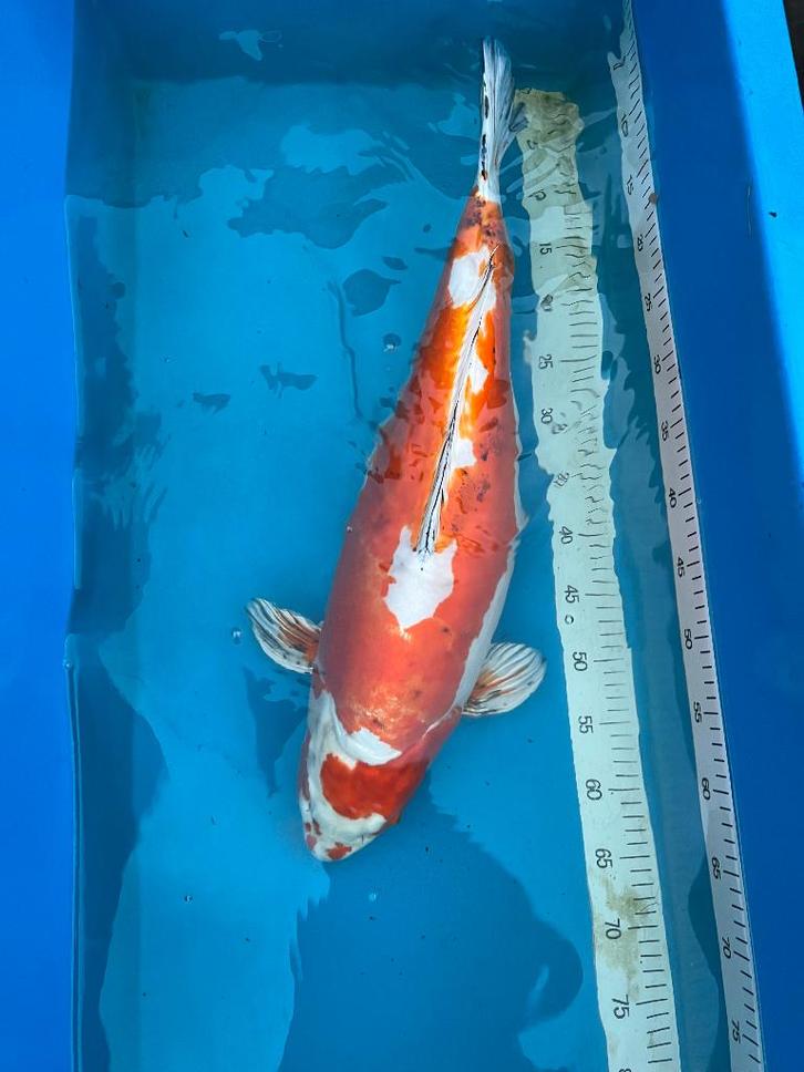 3 Jumbo koi 60-70cm, Dieren en Toebehoren, Vissen | Vijvervissen, Karper of Koi