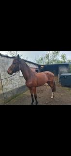 3 j Corydon, Dieren en Toebehoren, Paarden, Ruin