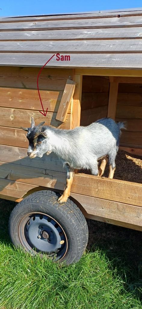 Geitenbokken / geit / bok - blauwschimmel tan, Dieren en Toebehoren, Schapen, Geiten en Varkens, Geit, Mannelijk, 0 tot 2 jaar