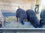 3 ouessant ooi lammeren