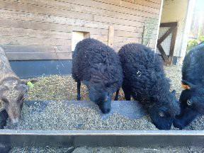 3 ouessant ooi lammeren