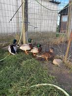 Croakers néerlandais