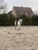 PRE merrie Ruby, Dieren en Toebehoren, Paarden, Merrie, Minder dan 160 cm, Gechipt, Zadelmak