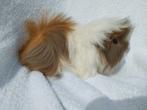Peruviaan cavia beertje te koop, Dieren en Toebehoren, Knaagdieren, Mannelijk, Cavia