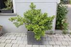 wintervaste plant, Tuin en Terras, Bloeit niet, Overige soorten, 100 tot 250 cm, Ophalen