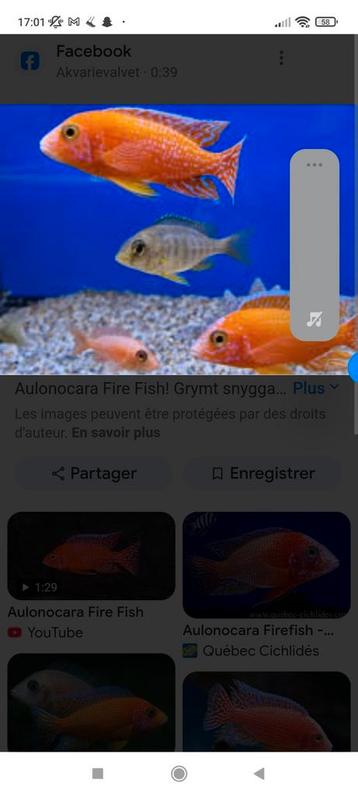 Cichlidès Malawi couple trio aulonocara fire fish  beschikbaar voor biedingen