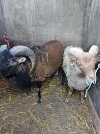 schapen, Dieren en Toebehoren, Schapen, Geiten en Varkens, Mannelijk, Schaap, 0 tot 2 jaar