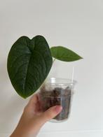 Alocasia melo, Ophalen