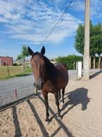 Paard te koop., Merrie, Zadelmak, Gechipt, 160 tot 165 cm