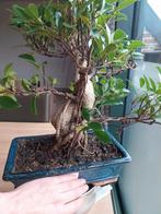 Bonsai, Tuin en Terras, Ophalen
