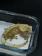 1.0 Bewezen Yellow Harlequin (Poss hypo) wimpergekko man, Hagedis, Tam, 3 tot 6 jaar
