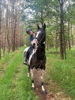 15 jarige merrie te koop, Dieren en Toebehoren, Merrie, 165 tot 170 cm, Recreatiepaard, 11 jaar of ouder