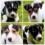 Jack Russel  pups, Maladie de Carré (chiens), Plusieurs, Belgique, 8 à 15 semaines