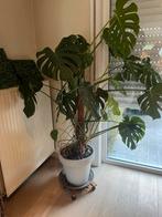 Monstera Deliciosa, Huis en Inrichting, Ophalen, In pot