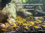Neocaridina yellow backline, Ophalen