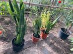 3 potten Sanseveria’s - vrouwentongen, Huis en Inrichting, Kamerplanten, Ophalen