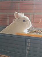 Wit konijn, Dieren en Toebehoren, Vrouwelijk, Middelgroot, 0 tot 2 jaar