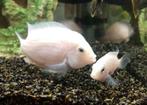 Albino - Amatitlania nigrofasciata - Zebra cichliden, Dieren en Toebehoren, Vissen | Aquariumvissen, Zoetwatervis, Vis