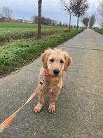 Mooi goldendoodle reutje!, Dieren en Toebehoren, Golden retriever, België, 15 weken tot 1 jaar, Reu