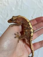 Wimpergekko mannetje, Dieren en Toebehoren, Reptielen en Amfibieën, Hagedis, Tam, 0 tot 2 jaar