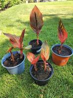 Canna Durban, Tuin en Terras, Planten | Tuinplanten, Ophalen