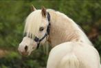 Welsh a. Ruin. Palomino. Toekomstige kinder pony., Dieren en Toebehoren, Pony's, Ruin